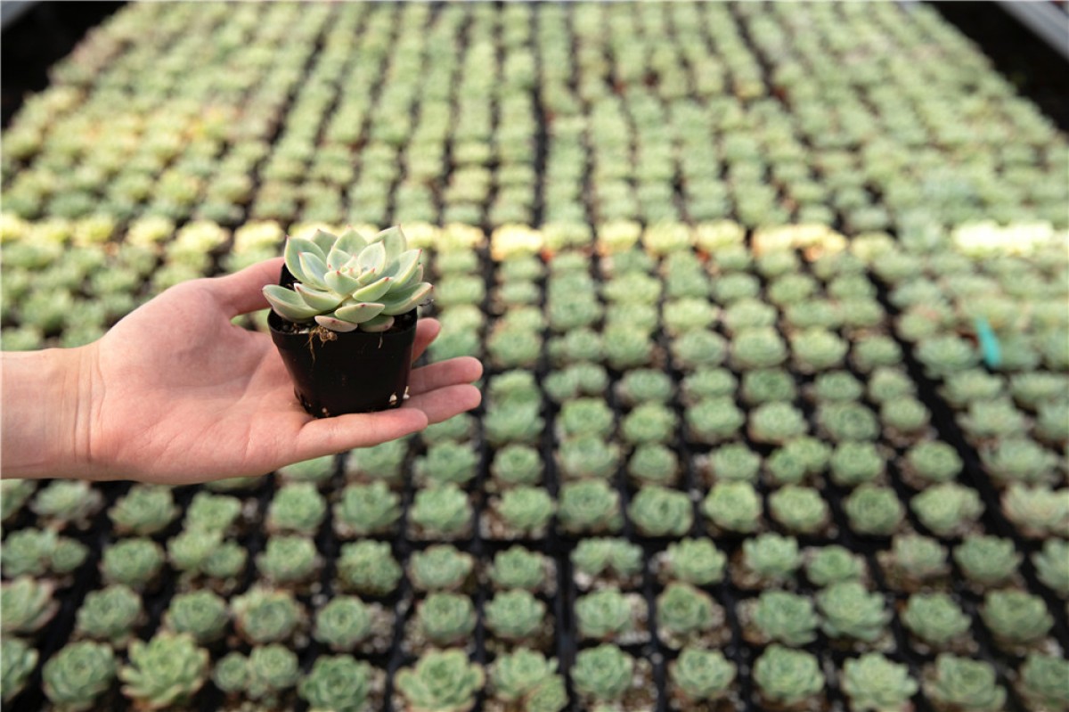 Succulent from China