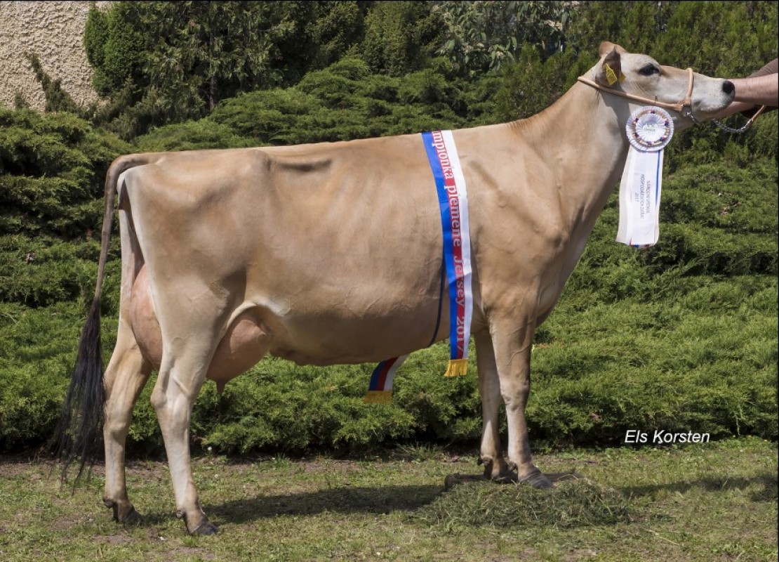 Sapi Betina Jersey - bunting, dengan silsilah from Republik Ceko