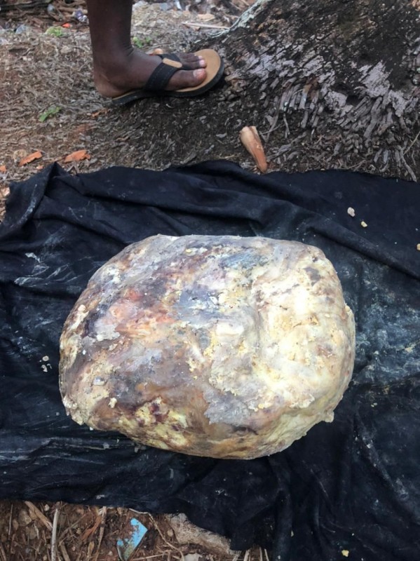 whale vomit from Repubblica Dominicana