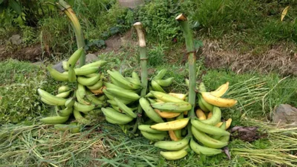 Harton Banana from Dominican Republic