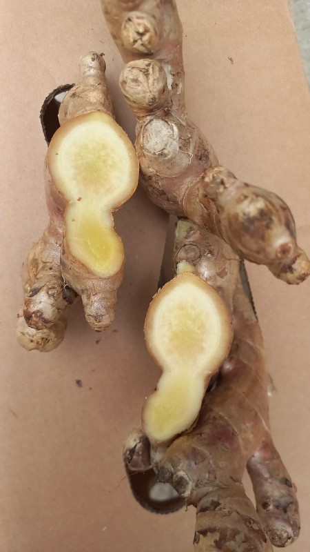 Fresh ginger from Ecuador