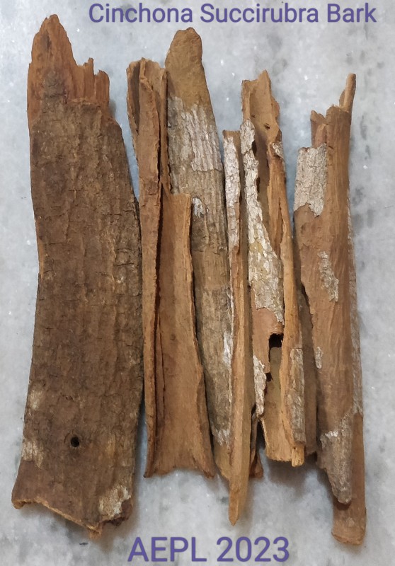 Cinchona Succirubra Bark from Ecuador
