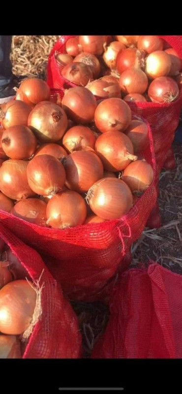 Gold Onion from Egypt