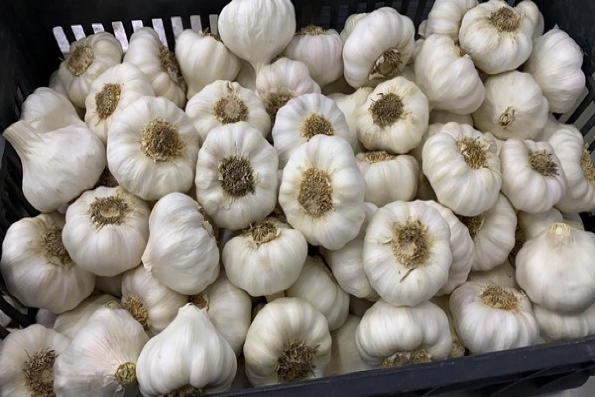 Ägyptischer Knoblauch from Ägypten