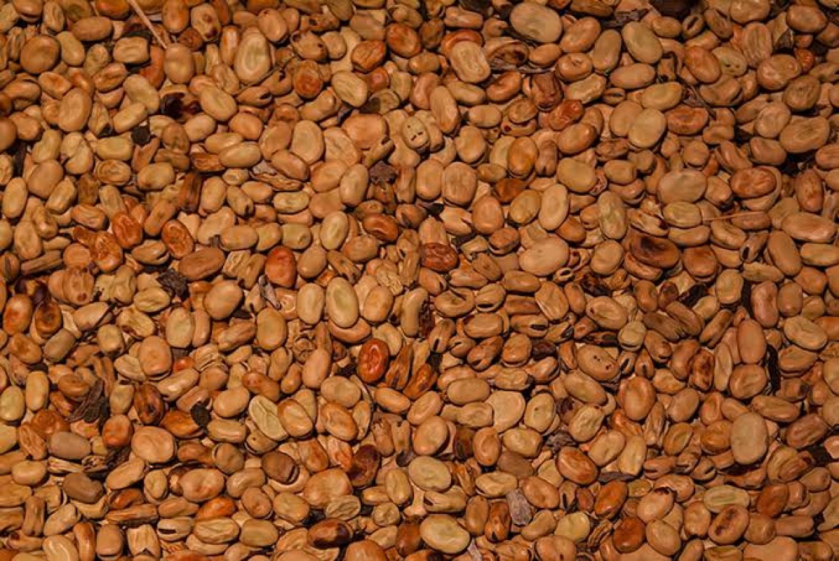Kacang Fava Mesir from Mesir