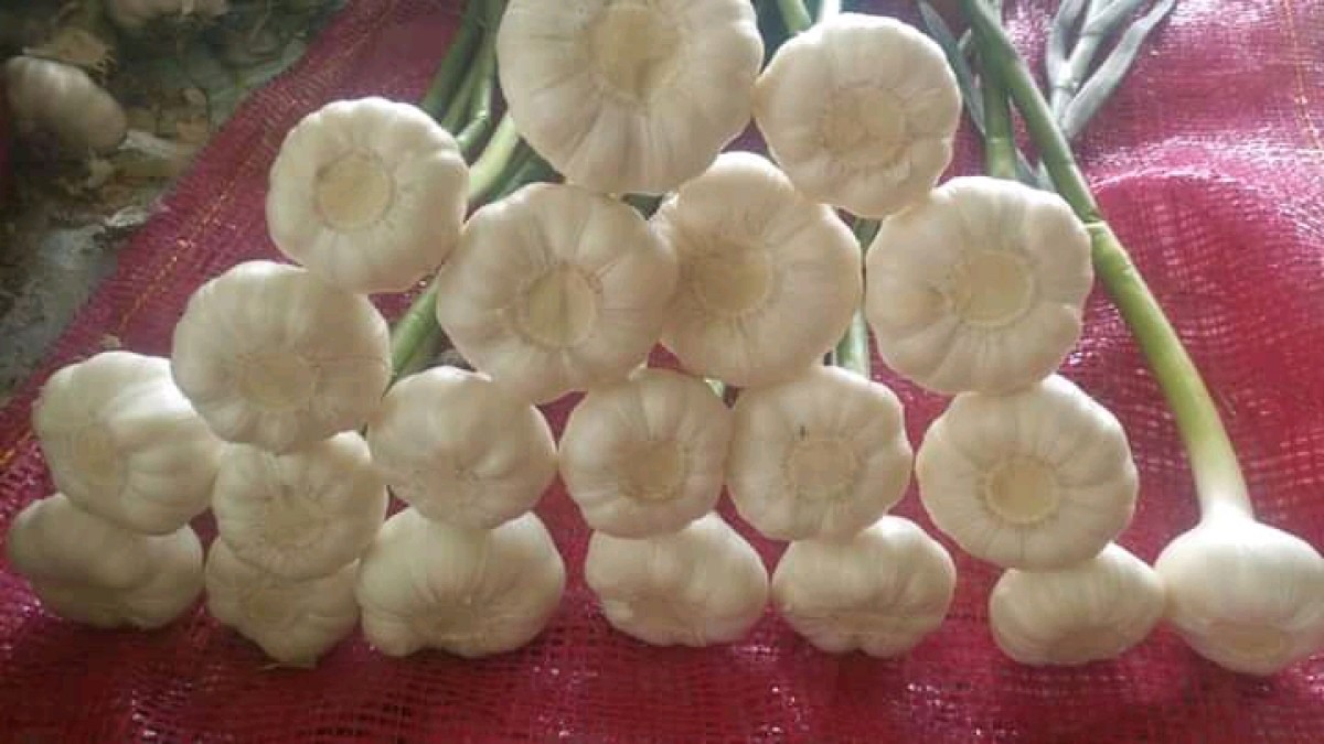 Garlic from Egypt