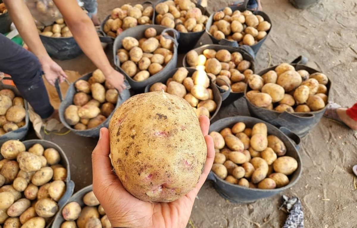 Fresh Potato from Egypt