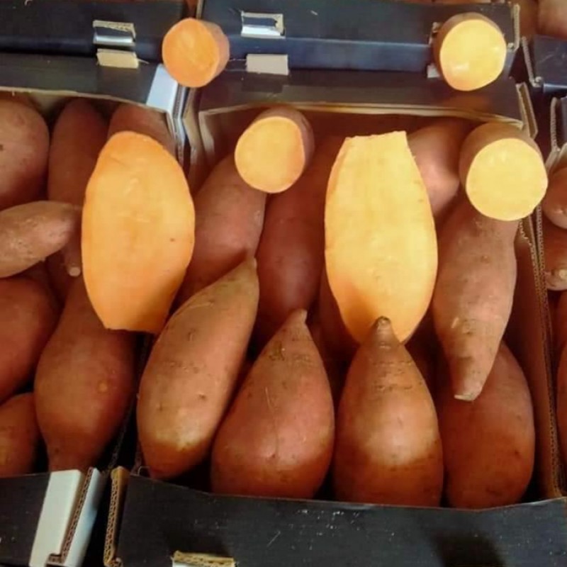 Sweet Potatoes from Egypt