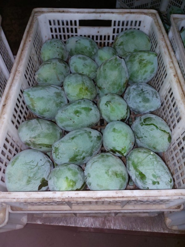 Zebdia Mango from Egypt