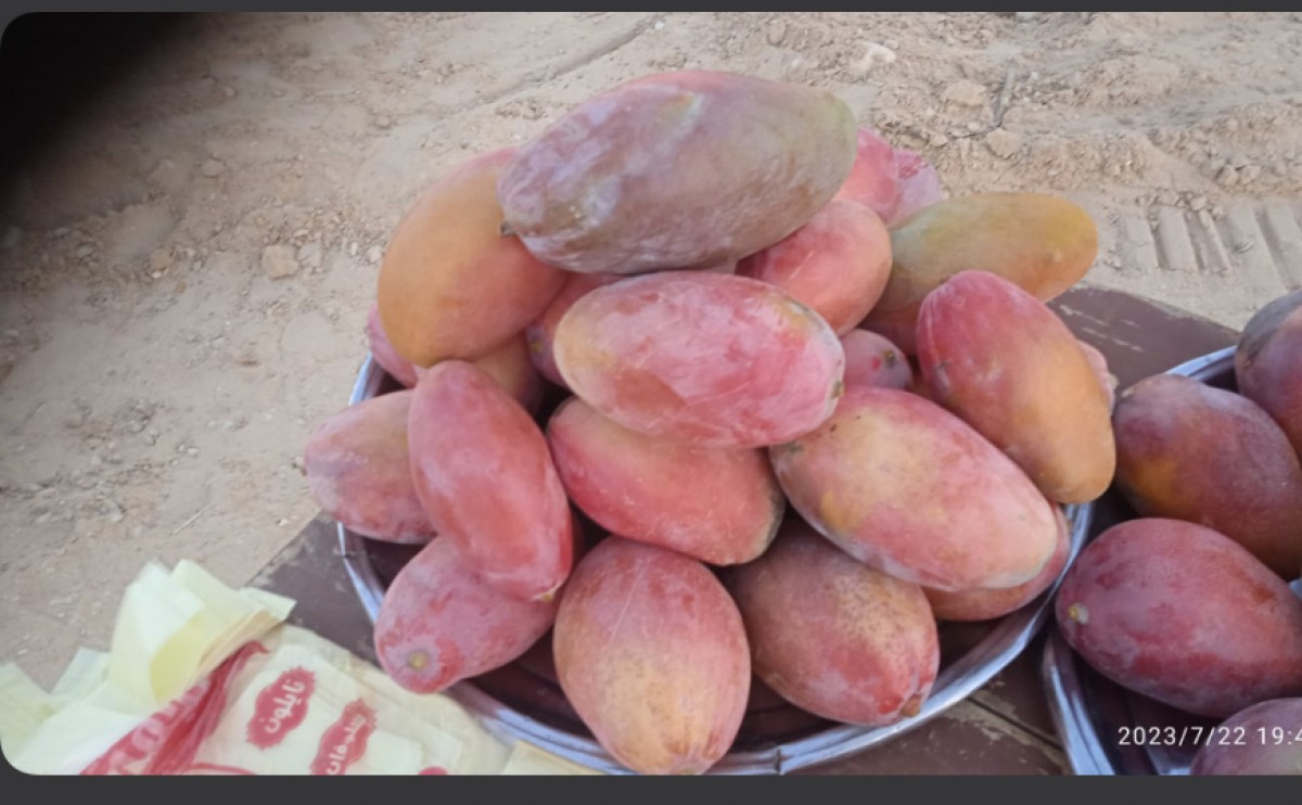 Mangoes from Egypt