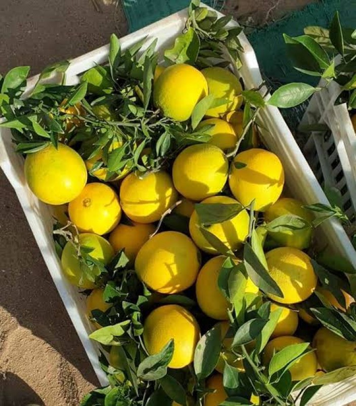 Navel Orange from Egypt