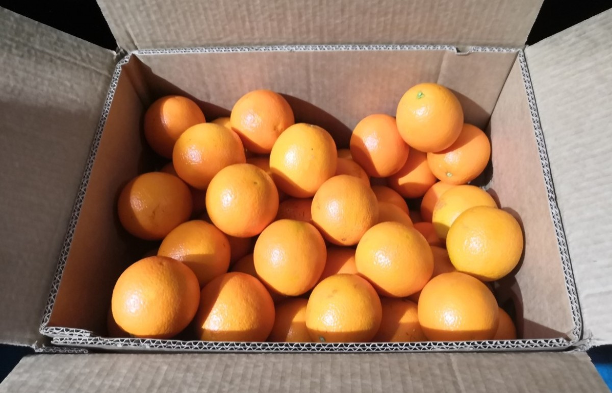 Laranja Valencia from Egito