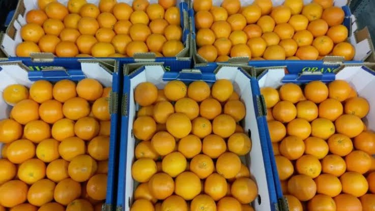 Valencia orange from Egypt