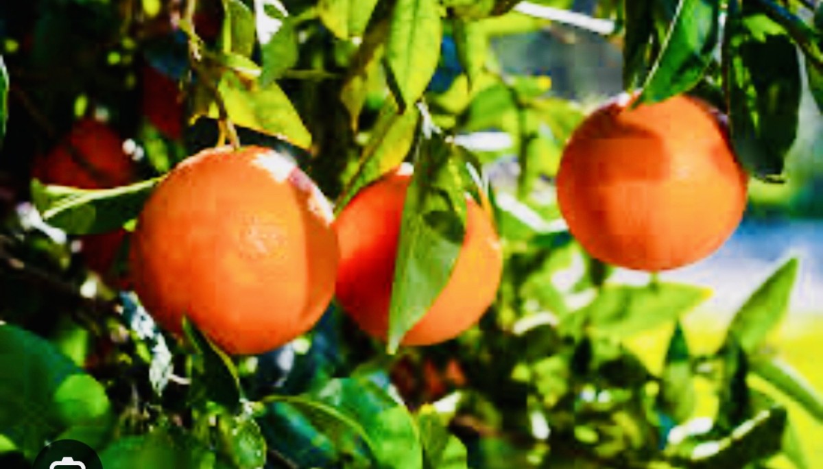 Clementine from Egypt
