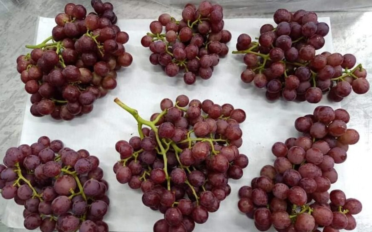 Egyptian early flame red grapes from Egypt
