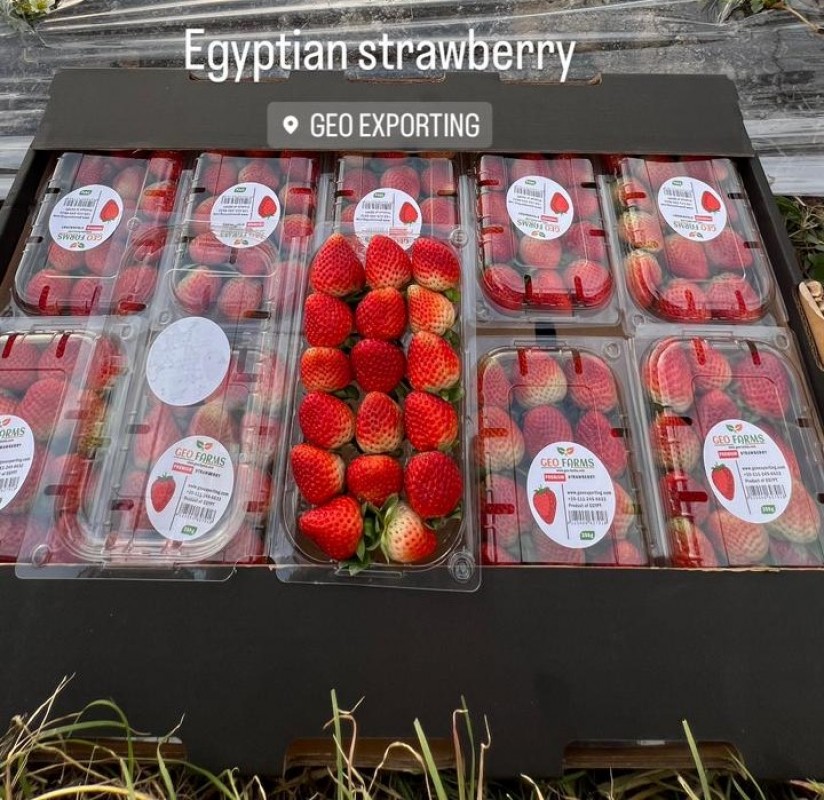 Fresh Strawberry from Egypt