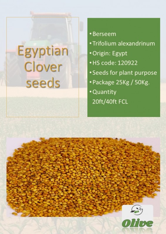 Clover seeds for plant purpose from Egypt