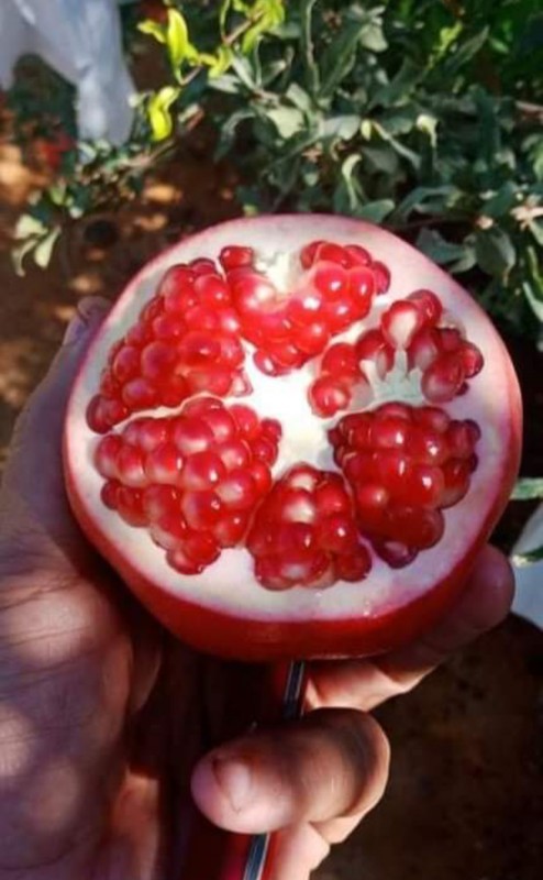 pomegranate from Egypt