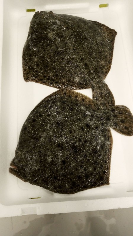 Turbot from Spagna