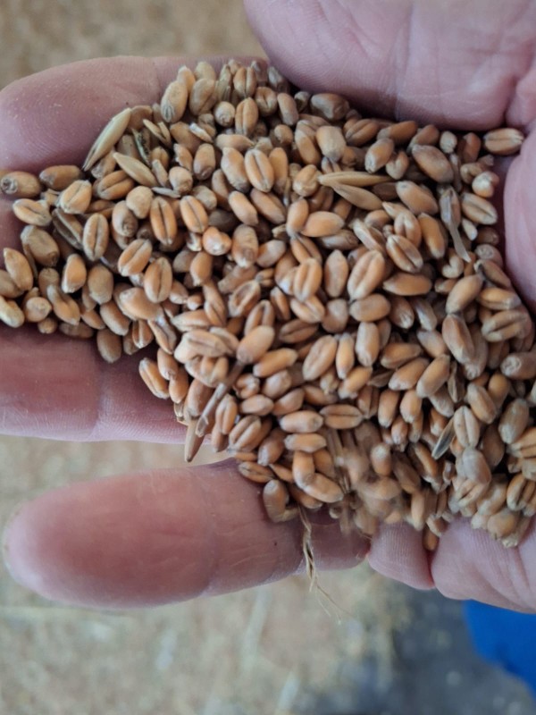 wheat bio, blé fourragier from Spain