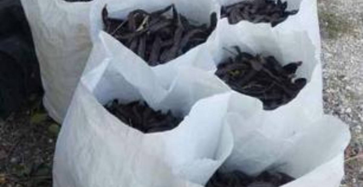 Locust Beans/Algarroba/Carob 150kg from Spain
