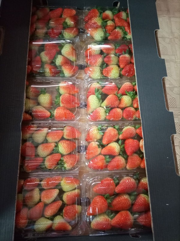 Fragola from Etiopia