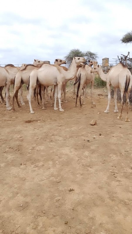 Live Camels Of Ethiopia from Ethiopia