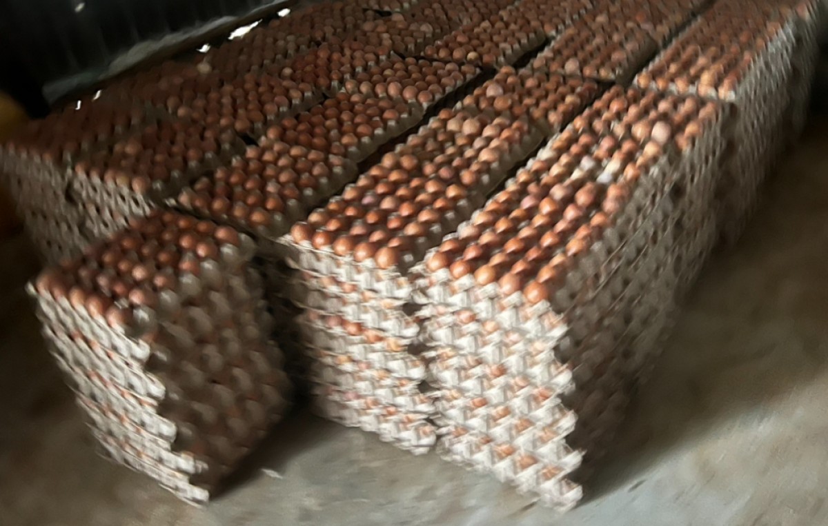 Egg from Ethiopia