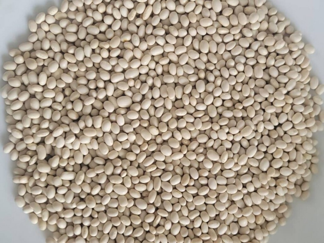 white pea bean from Ethiopia