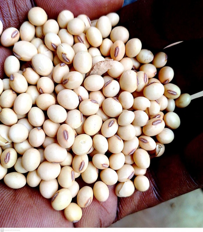 Soybeans from Ethiopia