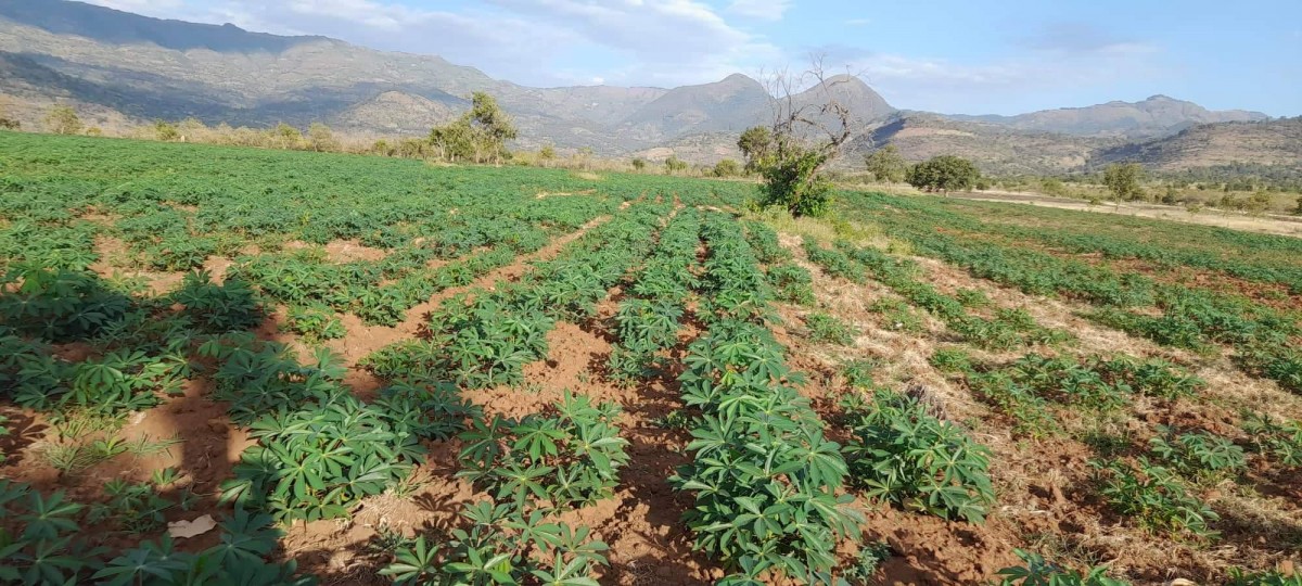 Row cassava from Etiopia