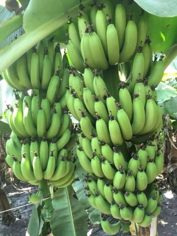 Bananas from Ethiopia