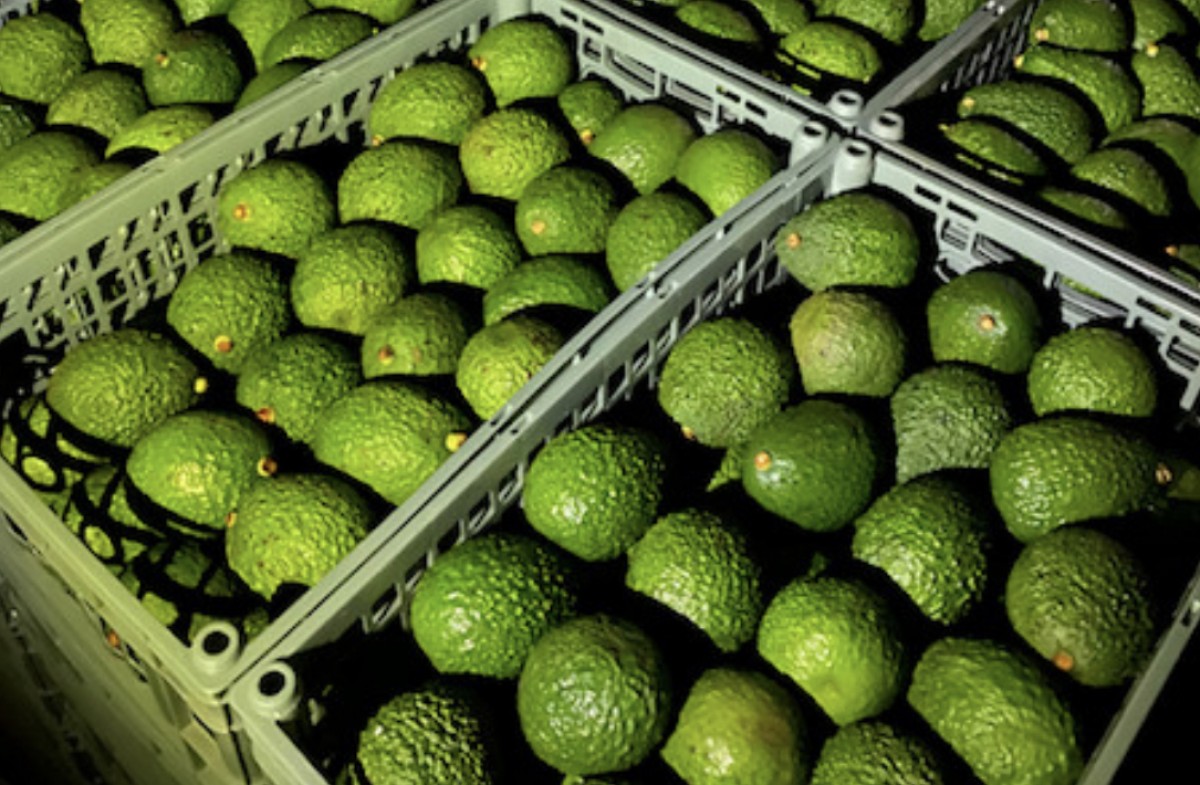Avocado Hass from Etiopia