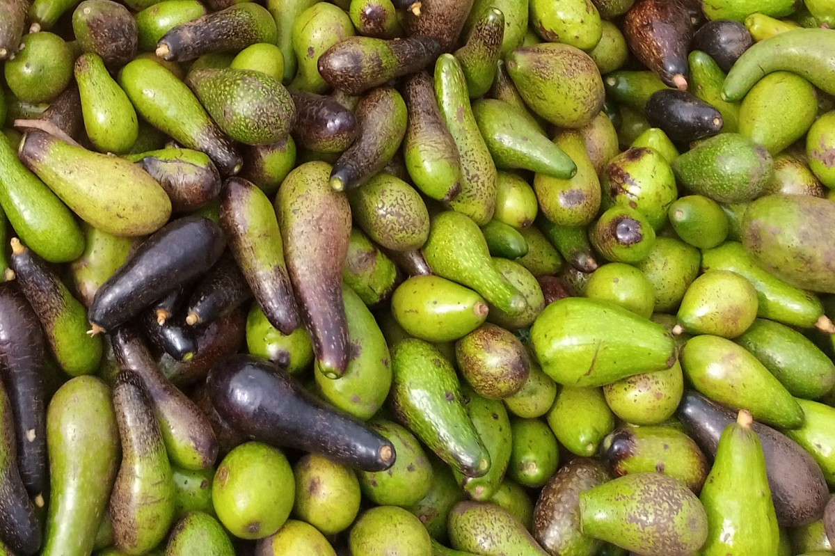 Avocado from Etiopia