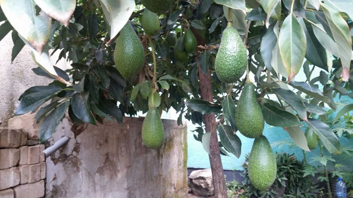 Ethiopian Fuerte Avocado from Etiopia