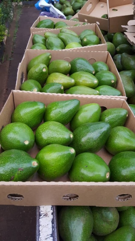 Frische Avocado from Äthiopien