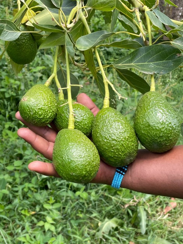 Avocado from Etiopia