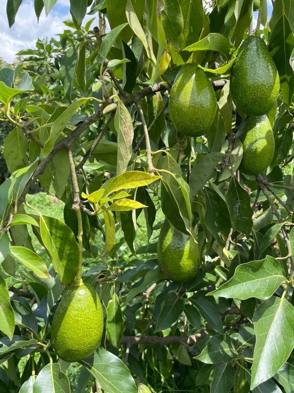 Avocado from Etiopia
