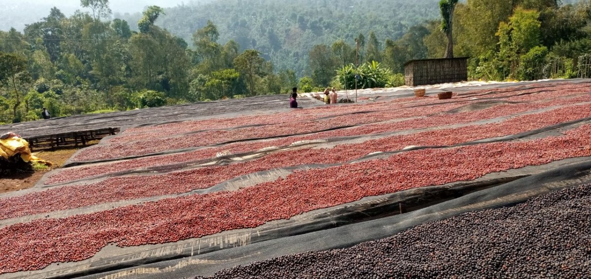 Coffee from Ethiopia