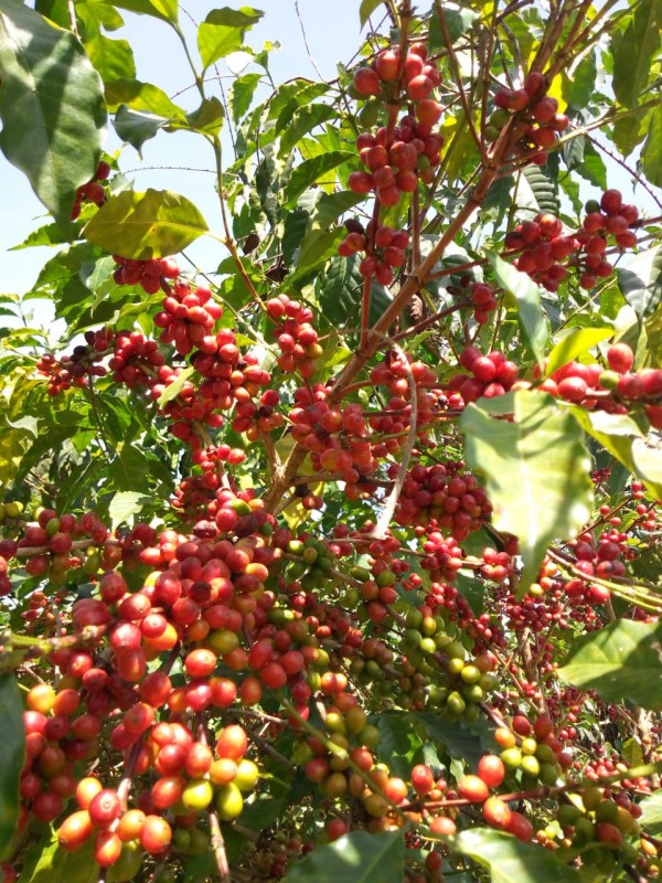 Raw Arabica Coffee Bean from Ethiopia