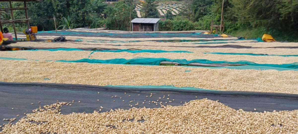 Café Vert Arabica from Éthiopie