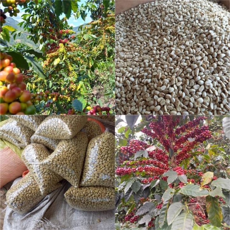 West Arsi Coffee from Ethiopia