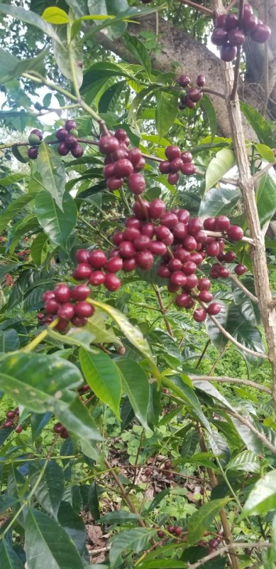 Premium Arabica green coffee bean from Ethiopia from Ethiopia