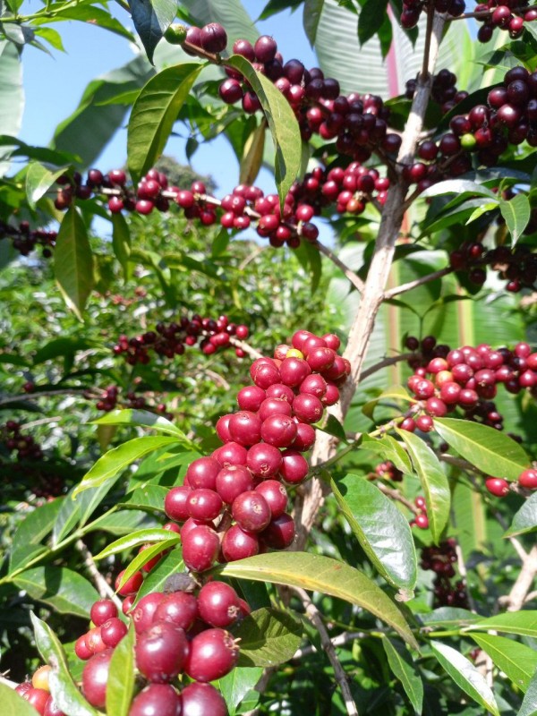 organic coffee from Ethiopia