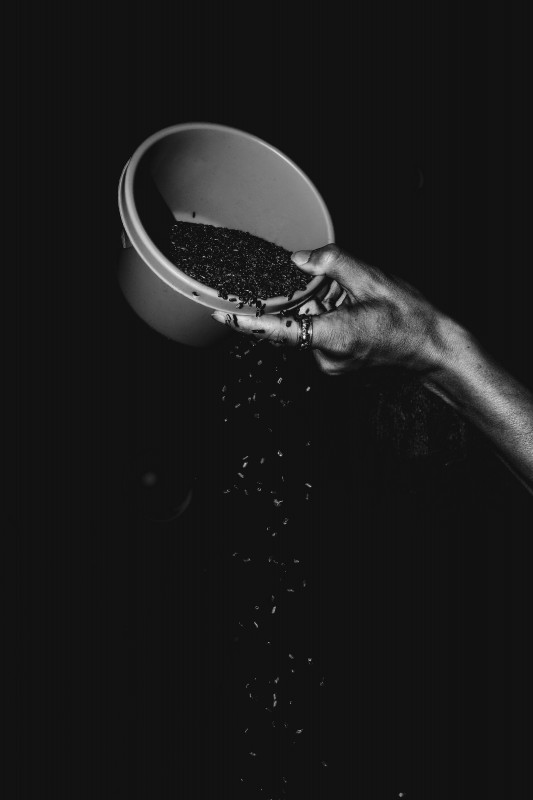 Black Cumin Seed from Ethiopia