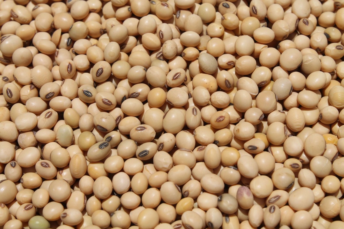 Soja NIE GMO from Etiopia