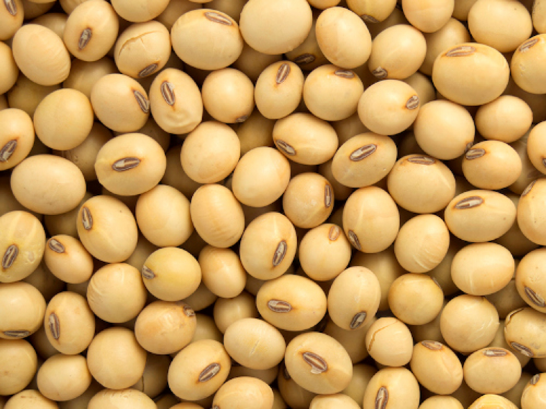 Soja NIE GMO from Etiopia