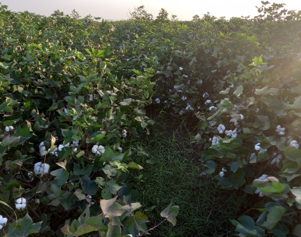 Organic Raw Cotton from Ethiopia