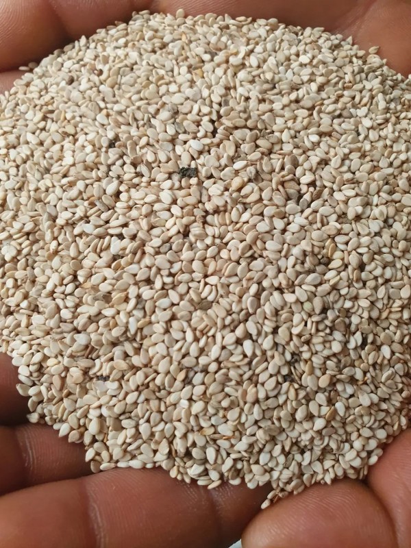 Whitish   humera gondar sesame  (WGSH) from Ethiopia