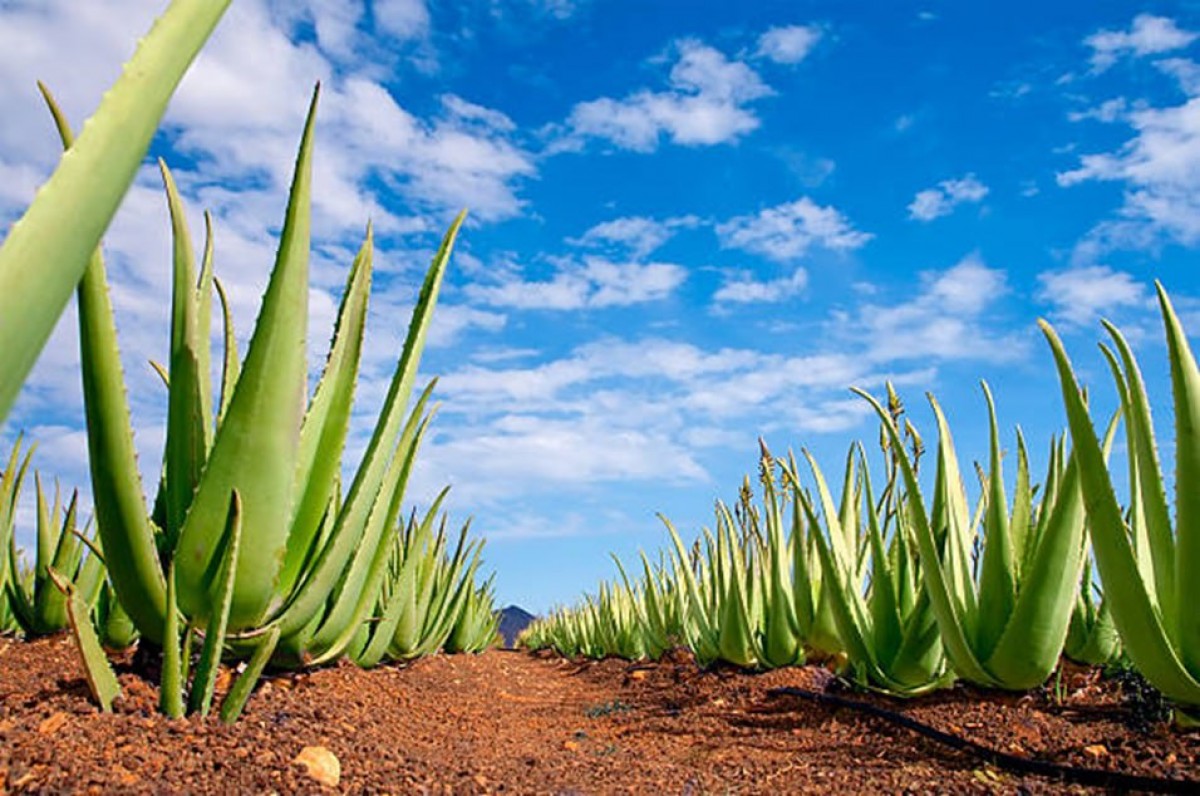 Aloe Vera Processing and Farming Plc. from Etiopia